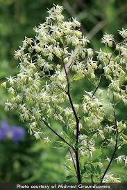 Attēlu rezultāti vaicājumam “Thalictrum”