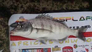 Image result for Lithognathus lithognathus