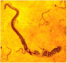 Attēlu rezultāti vaicājumam “Dianema nivale sessile”