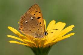 Attēlu rezultāti vaicājumam “Lycaena virgaureae”