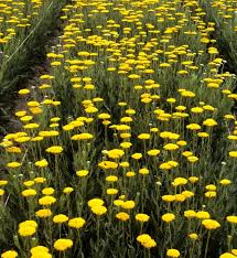 Image result for Achillea filipendulina