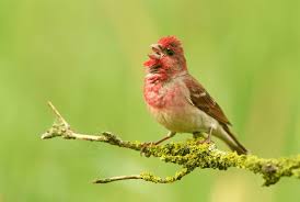 Attēlu rezultāti vaicājumam “Carpodacus erythrinus adult”