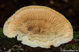 Attēlu rezultāti vaicājumam “Phlebia tremellosa”