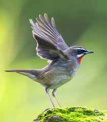 Image result for Luscinia calliope