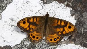 Attēlu rezultāti vaicājumam “Lasiommata megera”