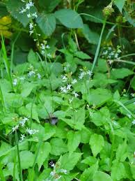 Attēlu rezultāti vaicājumam “Circaea alpina”