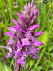 Attēlu rezultāti vaicājumam “Dactylorhiza majalis subsp. baltica leaf”