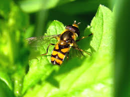 Attēlu rezultāti vaicājumam “Didea alneti”