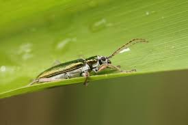 Attēlu rezultāti vaicājumam “Donacia clavipes”