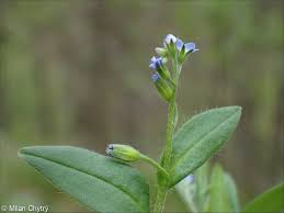 Attēlu rezultāti vaicājumam “Myosotis sparsiflora flower”