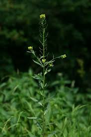 Attēlu rezultāti vaicājumam “Erysimum cheiranthoides leaf”