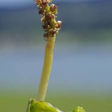 Attēlu rezultāti vaicājumam “Potamogeton perfoliatus”