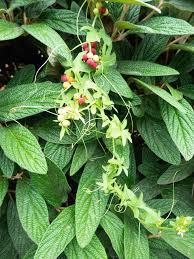 Attēlu rezultāti vaicājumam “Bryonia alba”