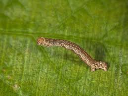 Attēlu rezultāti vaicājumam “Erannis defoliaria larva”