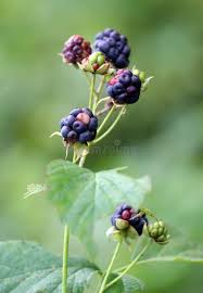 Attēlu rezultāti vaicājumam “Rubus caesius”