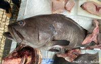 Image result for Polyprion americanus