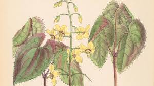 Attēlu rezultāti vaicājumam “Berberidaceae”