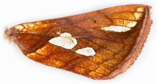 Attēlu rezultāti vaicājumam “Plusia festucae”