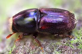 Attēlu rezultāti vaicājumam “Scolytus scolytus, Scolytus multistriatus”