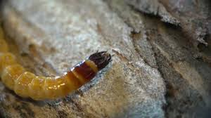 Attēlu rezultāti vaicājumam “Elateridae larva”