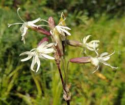 Attēlu rezultāti vaicājumam “Silene tatarica”