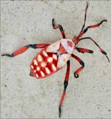 Attēlu rezultāti vaicājumam “Tritomegas bicolor imago”