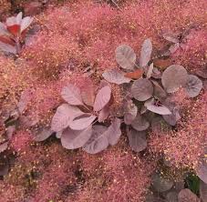 Attēlu rezultāti vaicājumam “Cotinus coggygria”