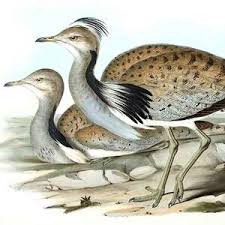 Image result for Chlamydotis macqueenii