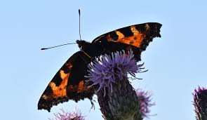Attēlu rezultāti vaicājumam “Aglais urticae underside”