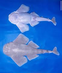 Image result for Squatina squatina