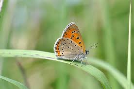 Attēlu rezultāti vaicājumam “Lycaena hippothoe”