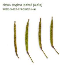 Attēlu rezultāti vaicājumam “Diplotaxis muralis fruit”