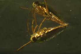 Attēlu rezultāti vaicājumam “Notonecta glauca”