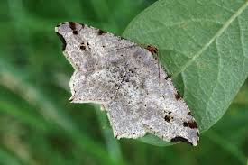 Attēlu rezultāti vaicājumam “Macaria alternata”