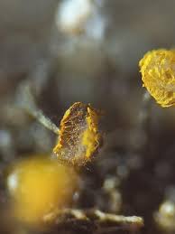 Attēlu rezultāti vaicājumam “Physarum viride”