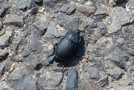 Attēlu rezultāti vaicājumam “Silpha obscura”