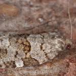 Attēlu rezultāti vaicājumam “Dichelia histrionana”