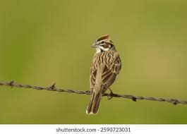 Image result for Chondestes grammacus