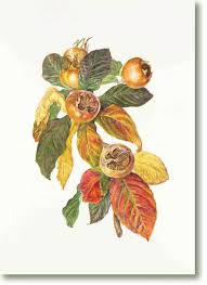 Attēlu rezultāti vaicājumam “Mespilus germanica”