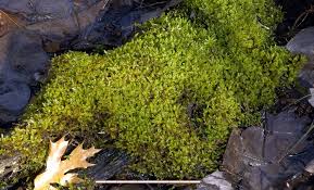 Attēlu rezultāti vaicājumam “Pseudocalliergon turgescens”