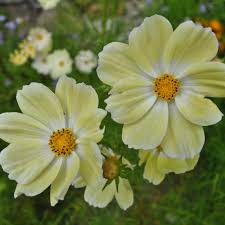 Image result for Cosmos bipinnatus