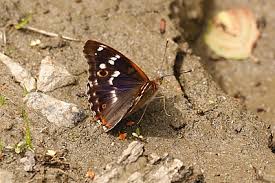 Attēlu rezultāti vaicājumam “Apatura ilia male”