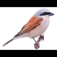 Attēlu rezultāti vaicājumam “Lanius collurio”