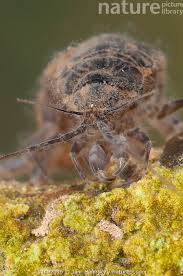 Attēlu rezultāti vaicājumam “Asellus aquaticus”