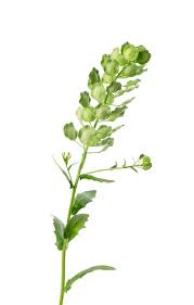 Attēlu rezultāti vaicājumam “Thlaspi arvense”