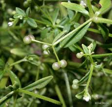 Attēlu rezultāti vaicājumam “Galium elongatum leaf”