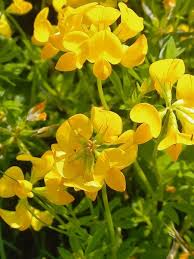 Attēlu rezultāti vaicājumam “Lotus corniculatus”