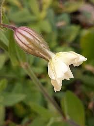 Attēlu rezultāti vaicājumam “Silene latifolia subsp. alba flower”