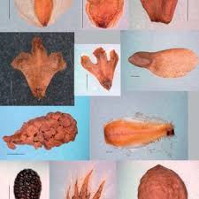 Attēlu rezultāti vaicājumam “Betula humilis fruit”