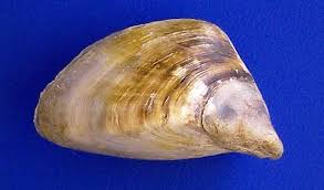 Attēlu rezultāti vaicājumam “Dreissena polymorpha”